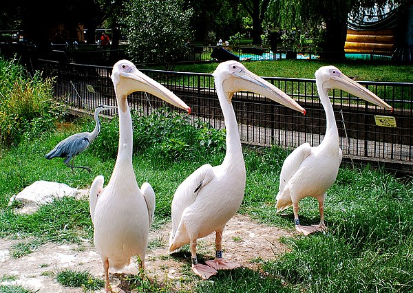 Three great white pelicans in their enclosure