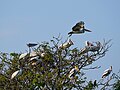 * Nomination Spot-billed pelicans (Pelecanus philippensis) with painted storks, Ranganathittu --Tagooty 00:47, 20 March 2024 (UTC) * Promotion  Support Good quality. --Johann Jaritz 02:32, 20 March 2024 (UTC)