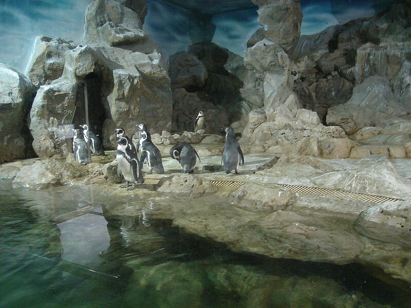 File:Penguin CMZ 1.jpg