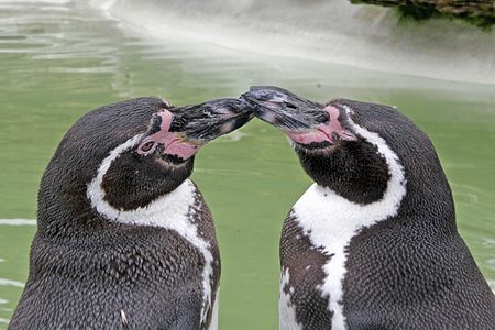 Paro "kise" ĉe Cotswold Wildlife Park