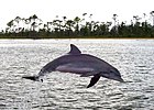 Delfin z zatoki Perdido 2007.jpg