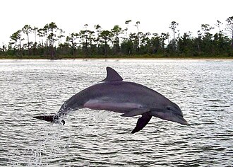 A dolphin at Perdido Bay, near Orange Beach, Alabama Perdido Bay Dolphin 2007.jpg