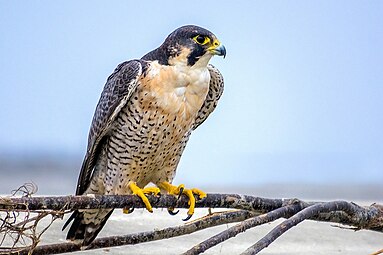 Peregrine Falcon বহেরি বাজ.jpg