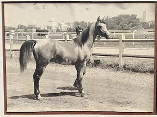 <span class="mw-page-title-main">Persik (endurance horse)</span> French endurance riding horse