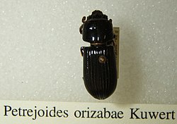 Petrejoides orizabae sjh.jpg