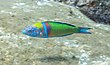 Pez verde (Thalassoma Pavo), Madère, Portugal, 30.05.2019, DD 11.jpg