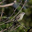 Piojito pardo en Dourado - SP - Brasil