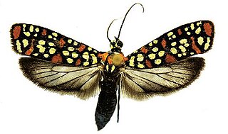 <i>Atteva pustulella</i> Species of moth