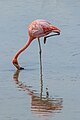 * Nomination Phoenicopterus roseus (Greater flamingo), Réserve Africaine de Sigean, France --Llez 05:51, 28 November 2019 (UTC) * Promotion Good quality. -- Johann Jaritz 05:55, 28 November 2019 (UTC)