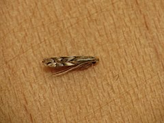 Category:Phyllonorycter coryli - Wikimedia Commons