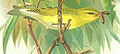 Wood warbler Phylloscopus sibilatrix