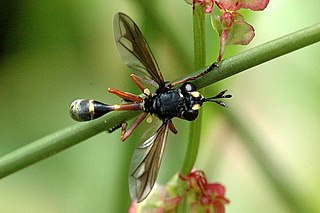 Physocephala rufipes