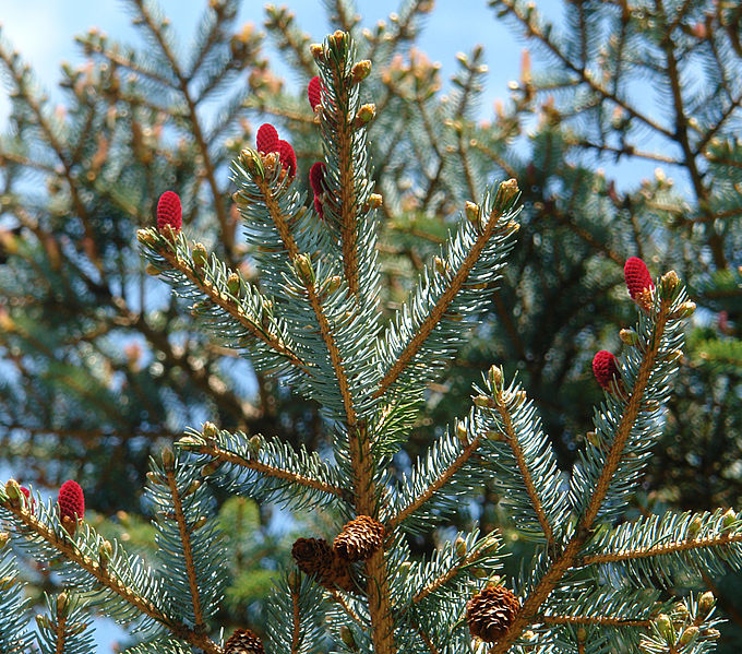 File:Picea jezoensis hondoensis foliage cones.jpg