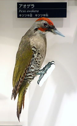 Picus awokera - National Museum of Nature and Science, Tokyo - DSC07070.JPG