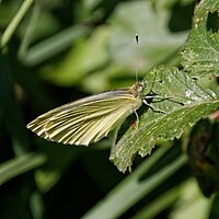 Green-veined white