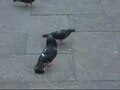 Bestand:Pigeondance.ogv