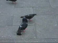 Fil: Pigeondance.ogv