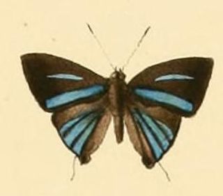 <i>Pilodeudorix diyllus</i> Species of butterfly