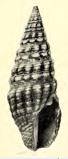 Pilsbryspira arsinoe 001.jpg