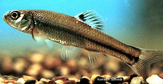 Bullhead minnow Species of fish