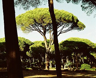 Stone pine Species of pine tree