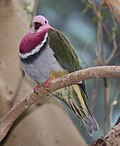 Thumbnail for Pink-headed fruit dove