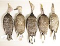 Miniatuur voor Bestand:Pink-headed duck study skins (ventral) in World Museum, Liverpool (NML-VZ D196; NML-VZ D196a; NML-VZ D196b; NML-VZ T10102; NML-VZ 1962.60).jpg
