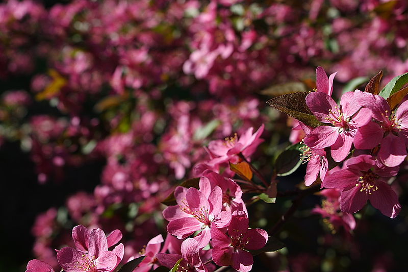 File:Pink-tree-boca-flower - West Virginia - ForestWander.jpg