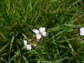Cuckoo Flower (Cardamine pratensis)