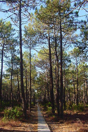 Pinus pinaster