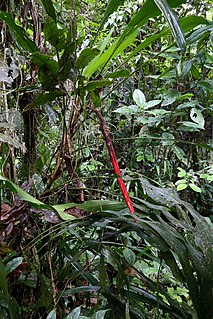 <i>Pitcairnia arcuata</i> Species of plant