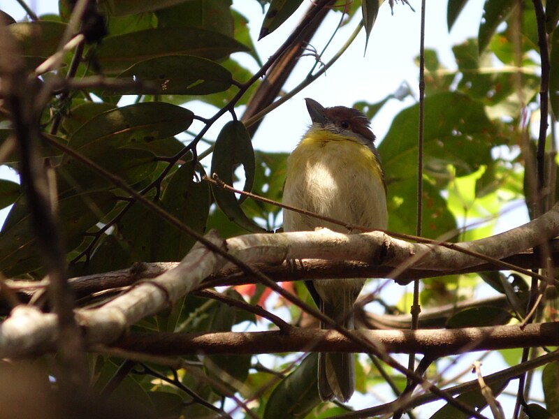 File:Pitiguari (Cyclarhis gujanensis).jpg