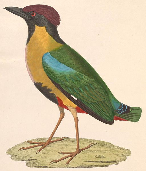 File:Pitta versicolor 1838.jpg
