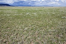 Present-day vegetation of the Plains of San Agustín