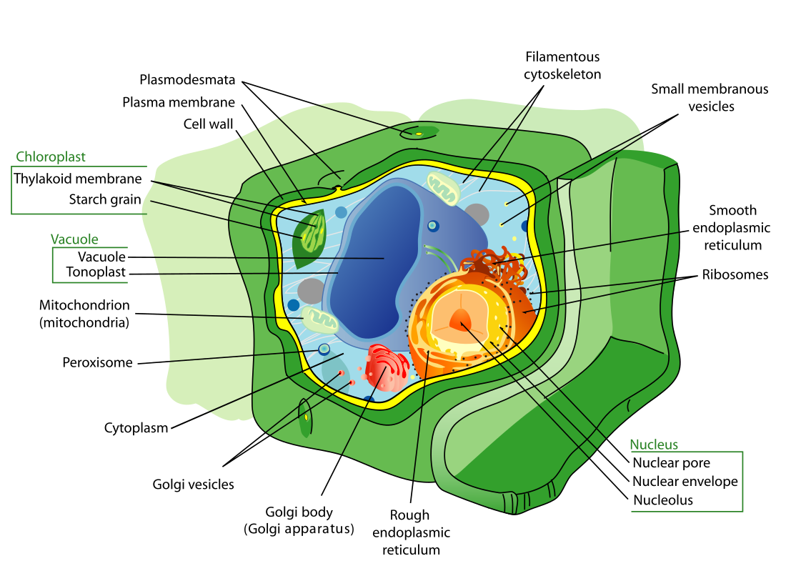 Sel tumbuhan