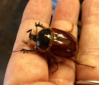 <i>Pleocoma bicolor</i> Species of beetle