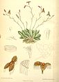 Stelis ornata plate 7094 in: Curtis's Bot. Magazine (Orchidaceae), vol. 116, (1890)