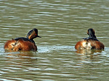 Couple de grèbes à cou noir en plumage nuptial.