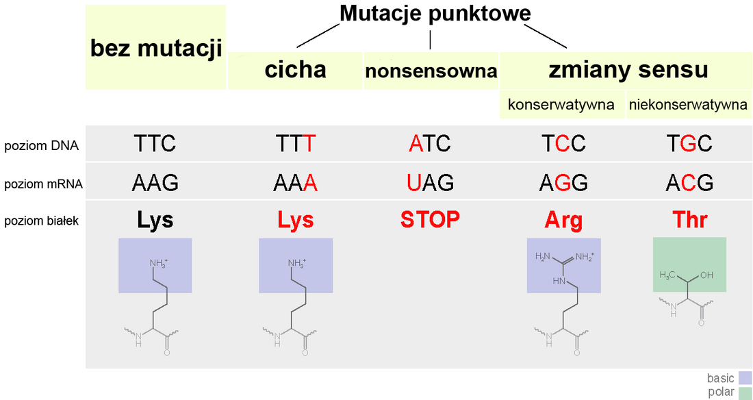 Mutacja punktowa