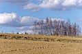 Pola i brzozowy las w Rżuchowie, 20210328 1527 6016.jpg