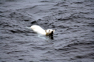 Polar bear arctic.JPG