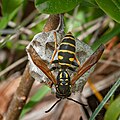 Polistes cf. biglumis