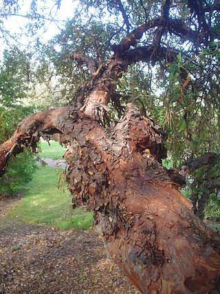 <i>Polylepis australis</i> Species of tree