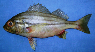 <i>Pomadasys stridens</i> Species of fish