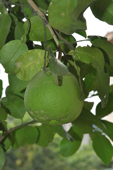 File:Pomelo 6174.JPG