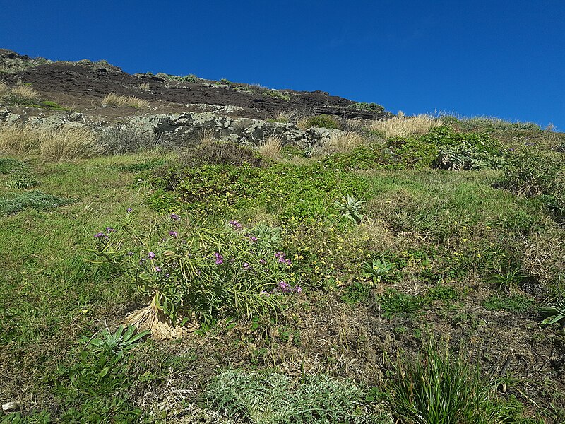 File:Ponta de São Lourenço, Madeira, wildflowers.jpg