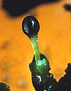 Sporophyte with elongated seta, magnified