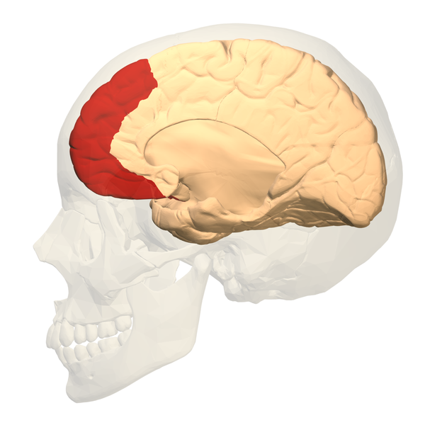 File:Prefrontal cortex (left) - medial view.png