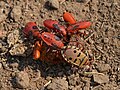 送粉者であるホシカメムシ科のOdontopus sexpunctatus 。Welwitschia bug と呼ばれる。