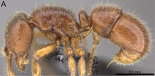 <i>Proceratium vinaka</i> Species of ant